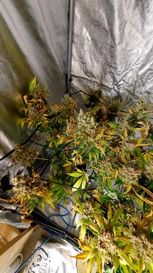 DORA frostbanger auto expérience. Week 11
