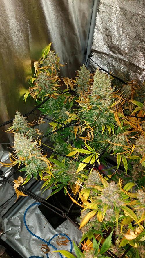 DORA frostbanger auto expérience. Week 11