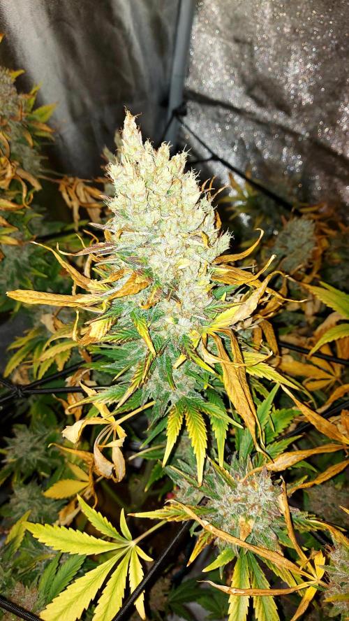 DORA frostbanger auto expérience. Week 11