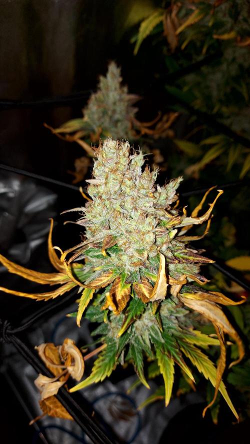 DORA frostbanger auto expérience. Week 11