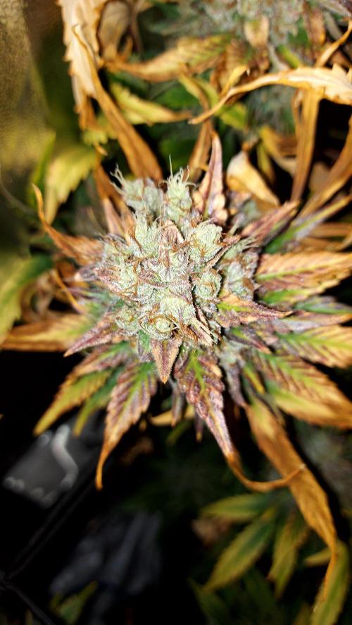 DORA frostbanger auto expérience. Week 11