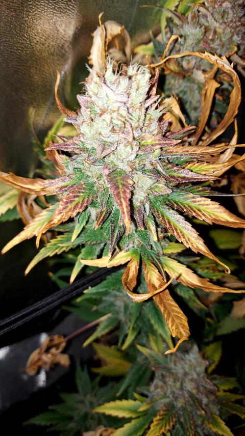 DORA frostbanger auto expérience. Week 11