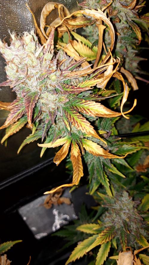 DORA frostbanger auto expérience. Week 11