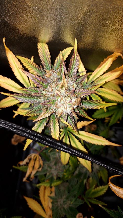 DORA frostbanger auto expérience. Week 11