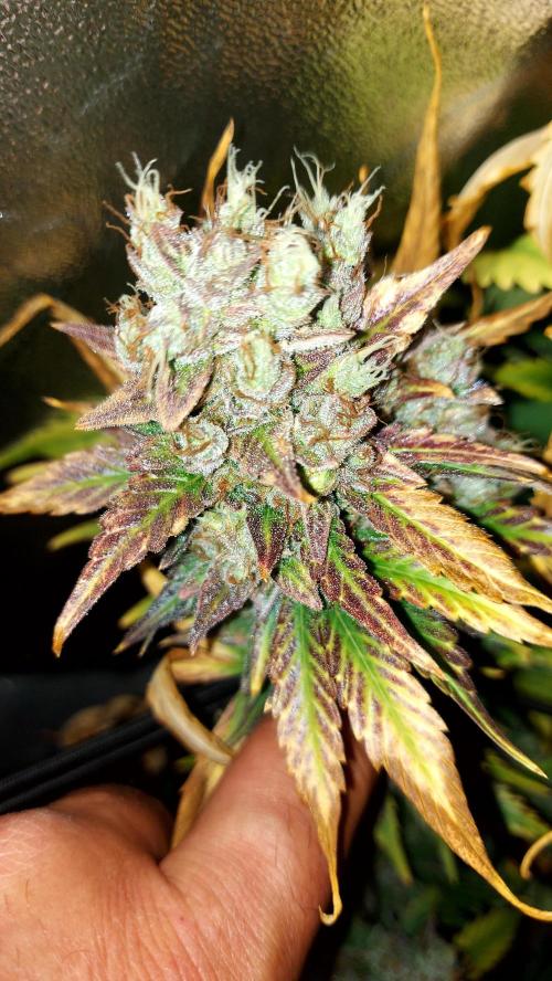 DORA frostbanger auto expérience. Week 11