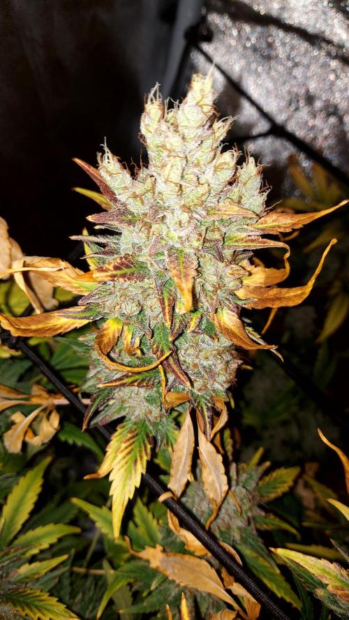 DORA frostbanger auto expérience. Week 11
