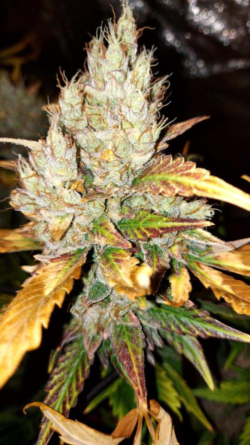 DORA frostbanger auto expérience. Week 11
