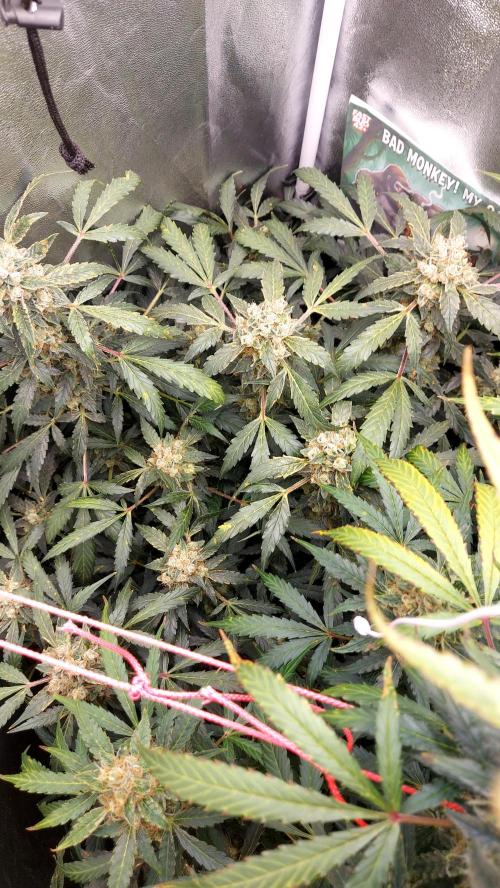 BEE HAPPY MAC 1 AUTO AUTOPOT #Dryrocket. Week 11