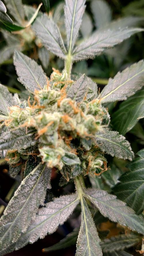 BEE HAPPY MAC 1 AUTO AUTOPOT #Dryrocket. Week 11