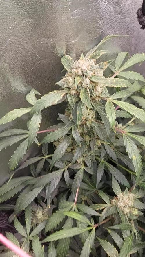 BEE HAPPY MAC 1 AUTO AUTOPOT #Dryrocket