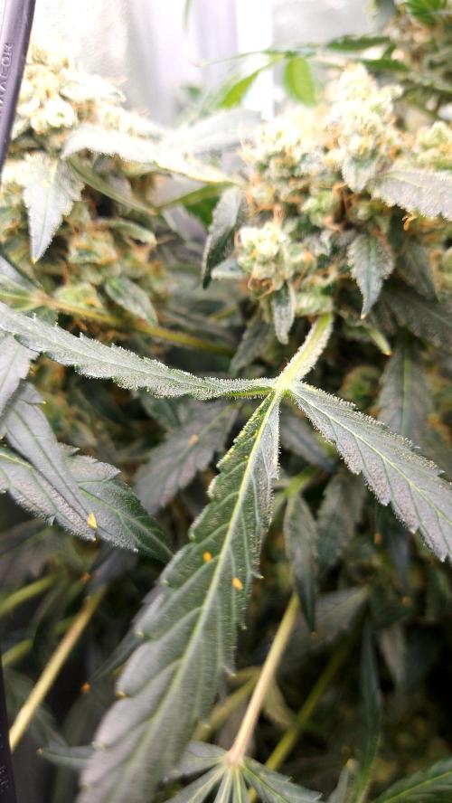 BEE HAPPY MAC 1 AUTO AUTOPOT #Dryrocket. Week 11
