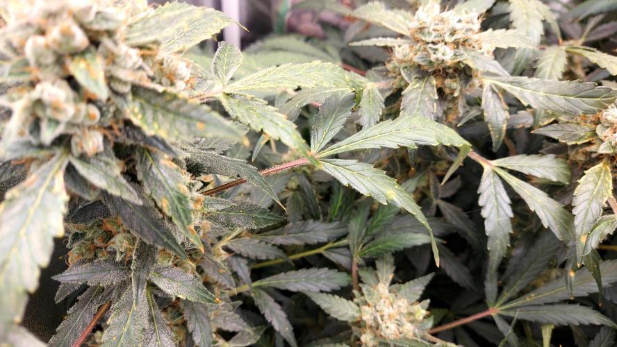 BEE HAPPY MAC 1 AUTO AUTOPOT #Dryrocket. Week 11