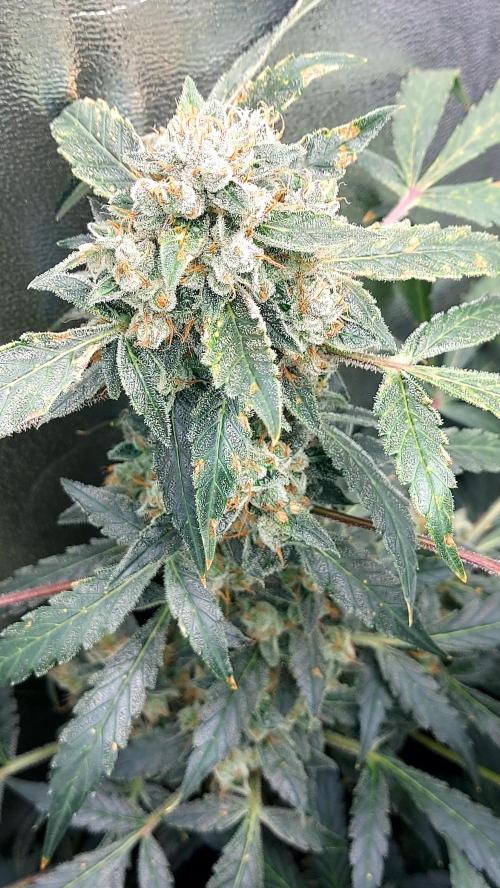 BEE HAPPY MAC 1 AUTO AUTOPOT #Dryrocket. Week 11