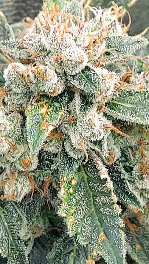 BEE HAPPY MAC 1 AUTO AUTOPOT #Dryrocket. Week 11