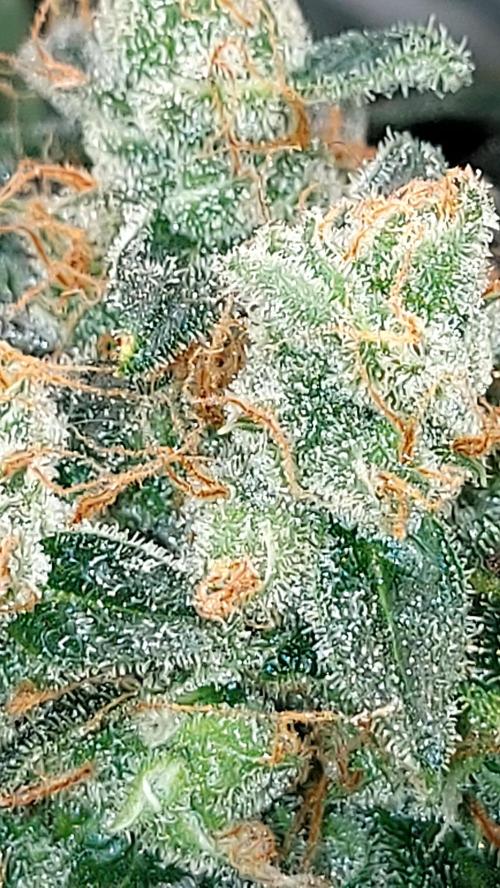 BEE HAPPY MAC 1 AUTO AUTOPOT #Dryrocket. Week 11