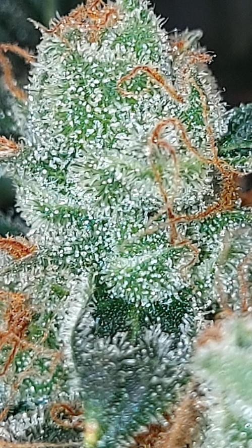 MAC1 Autoflower. Week 11