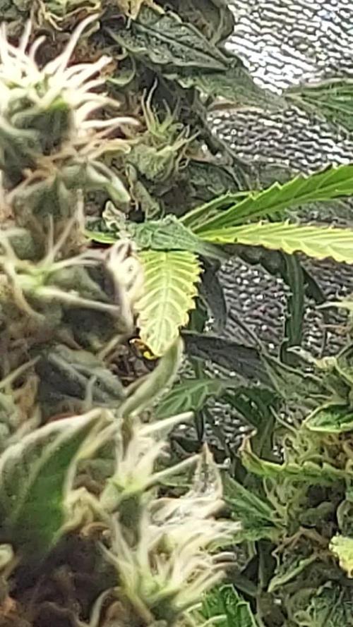 SPIRIT MAC 1 ( 2 ème plante )