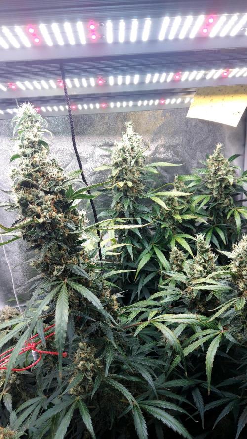 SPIRIT MAC 1 ( 2 ème plante ). Week 11