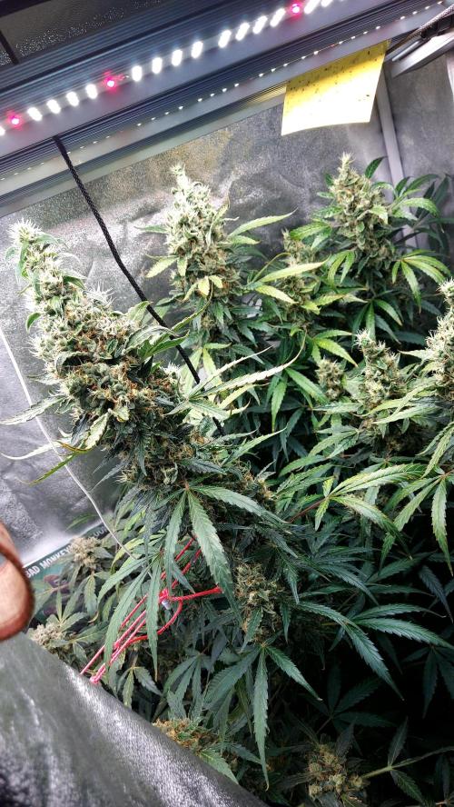 SPIRIT MAC 1 ( 2 ème plante ). Week 11