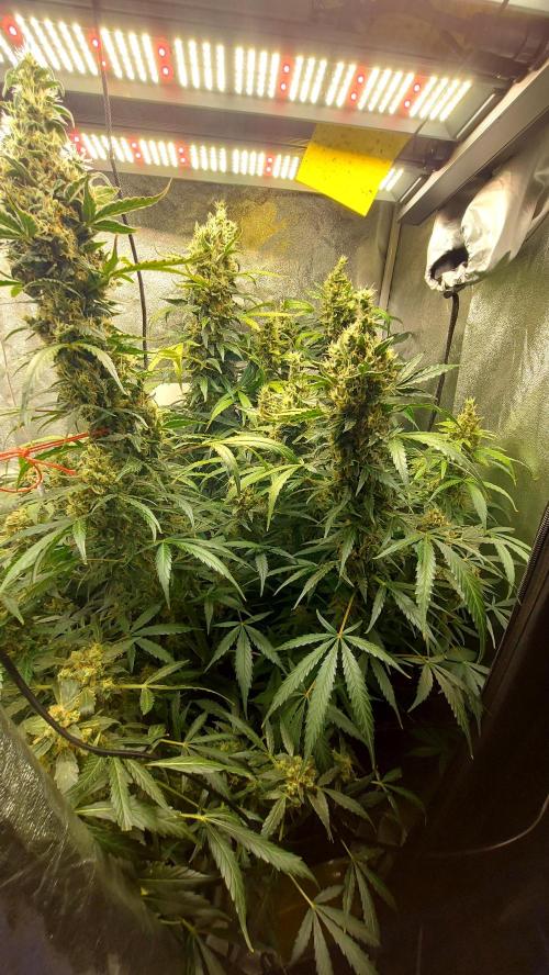SPIRIT MAC 1 ( 2 ème plante ). Week 11
