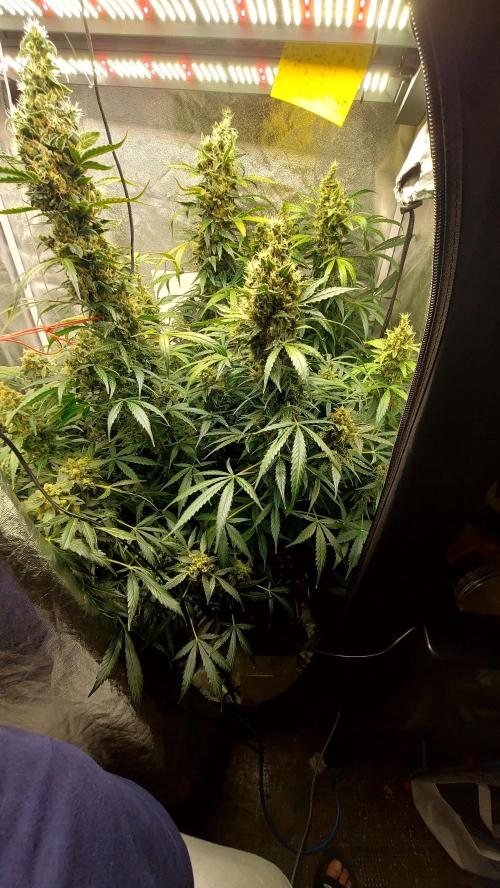 SPIRIT MAC 1 ( 2 ème plante ). Week 11