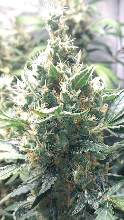 SPIRIT MAC 1 ( 2 ème plante ). Week 11