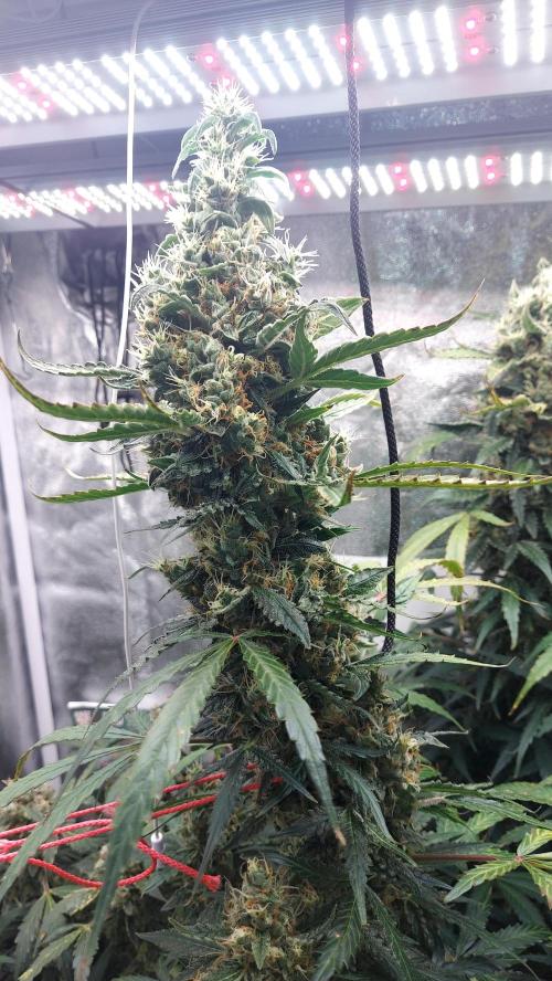 SPIRIT MAC 1 ( 2 ème plante ). Week 11