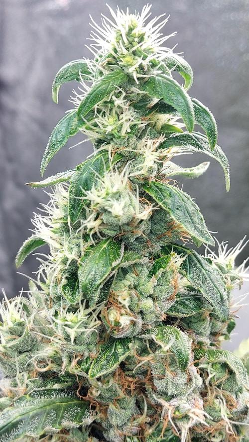 SPIRIT MAC 1 ( 2 ème plante ). Week 11