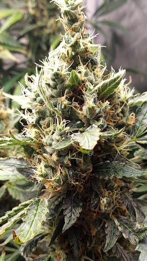 SPIRIT MAC 1 ( 2 ème plante ). Week 11