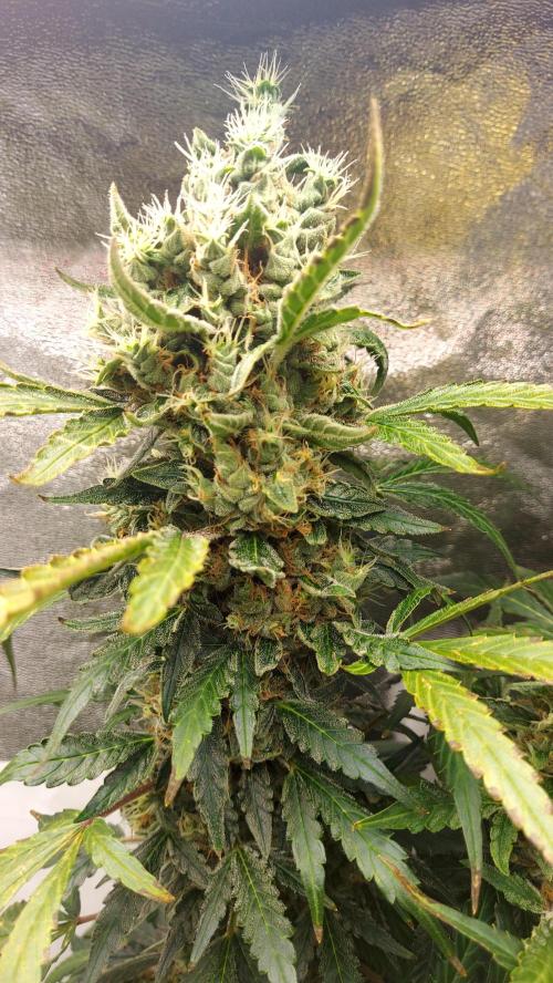 SPIRIT MAC 1 ( 2 ème plante ). Week 11