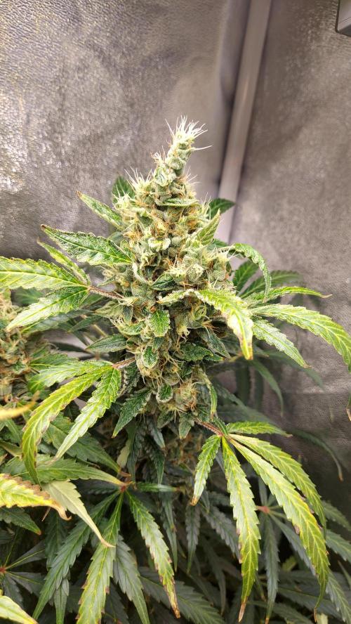 SPIRIT MAC 1 ( 2 ème plante ). Week 11