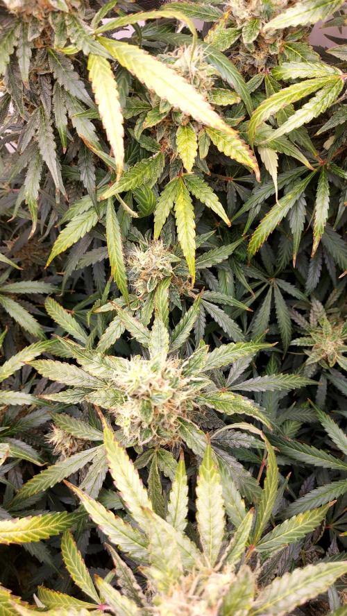 MAC1 Autoflower. Week 11