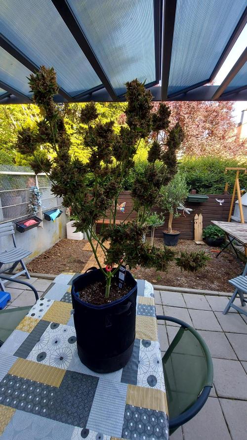 BABOUCH frostbanger ( essais Autopots, ). Week 12
