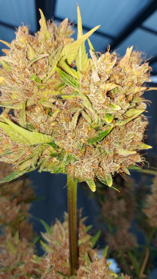 BABOUCH frostbanger ( essais Autopots, ). Week 12