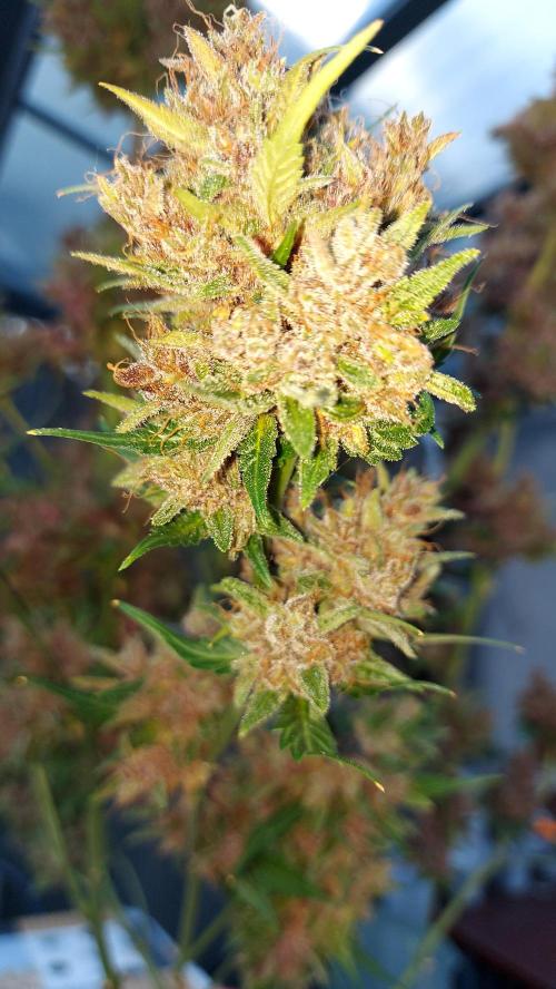 BABOUCH frostbanger ( essais Autopots, ). Week 12