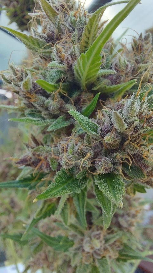 BABOUCH frostbanger ( essais Autopots, ). Week 12