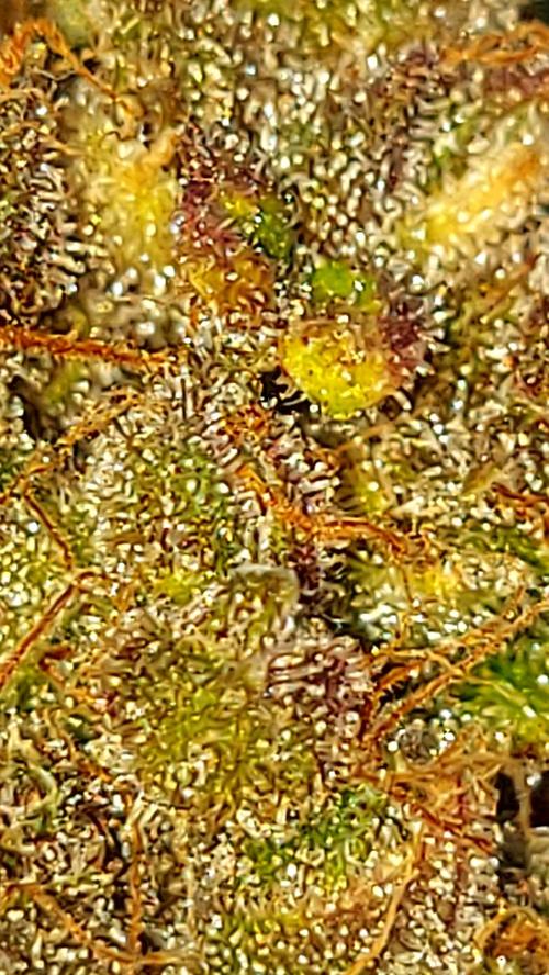 BABOUCH frostbanger ( essais Autopots, ). Week 12