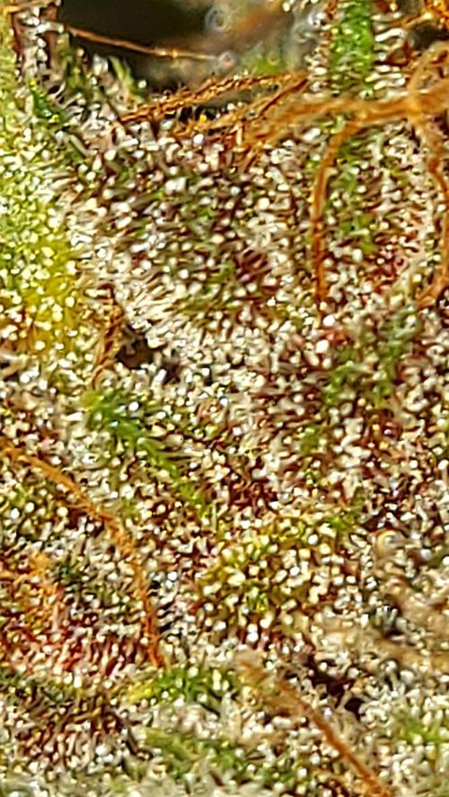 BABOUCH frostbanger ( essais Autopots, ). Week 12