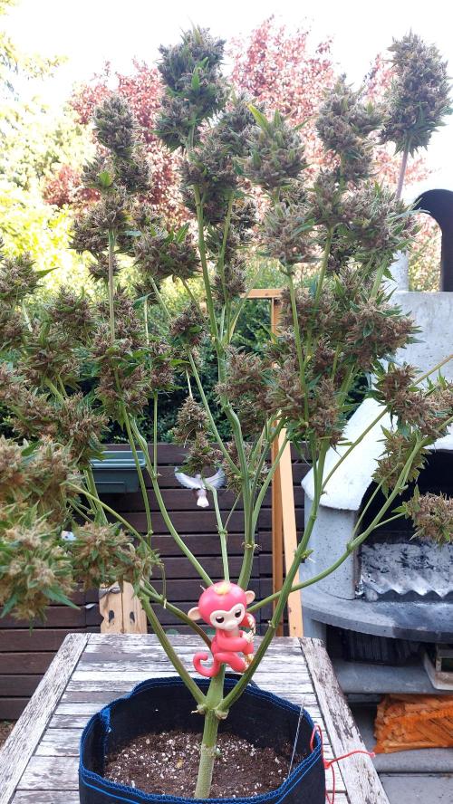 BABOUCH frostbanger ( essais Autopots, ). Week 12
