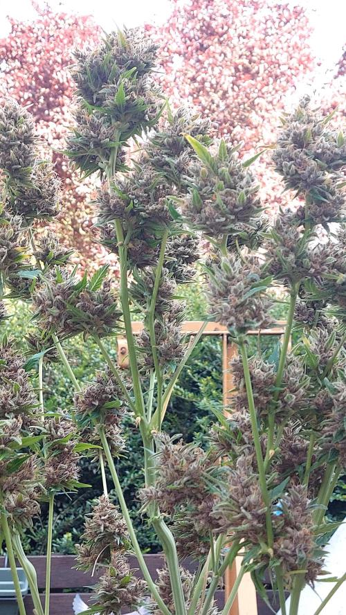 BABOUCH frostbanger ( essais Autopots, ). Week 12