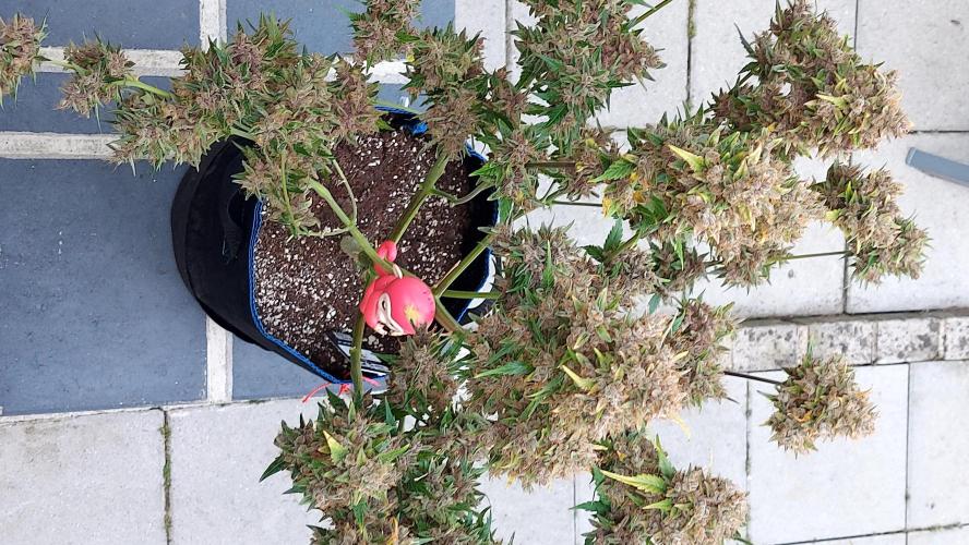 BABOUCH frostbanger ( essais Autopots, ). Week 12