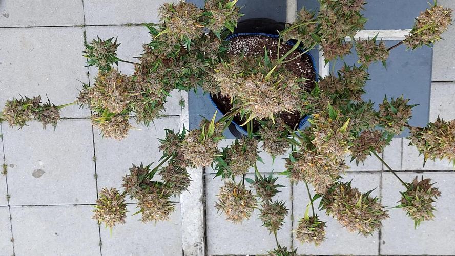 BABOUCH frostbanger ( essais Autopots, ). Week 12
