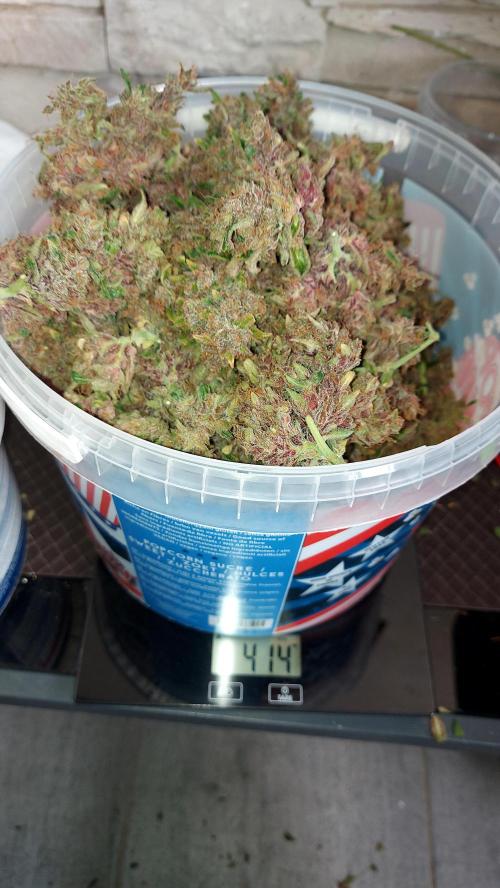 BABOUCH frostbanger ( essais Autopots, ). Week 12