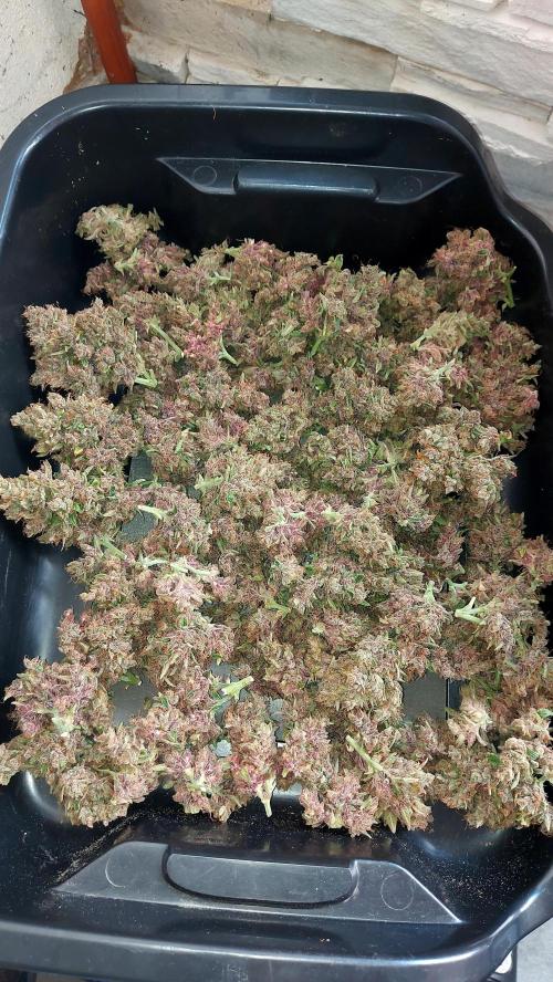 BABOUCH frostbanger ( essais Autopots, ). Week 12