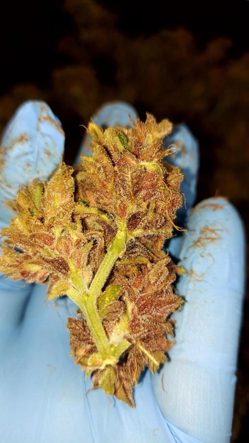 BABOUCH frostbanger ( essais Autopots, ). Week 12