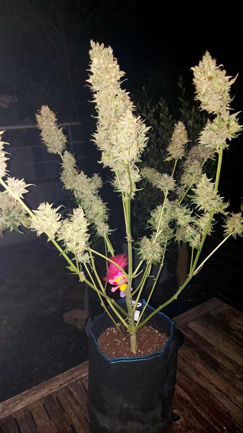 DORA frostbanger auto expérience. Week 12