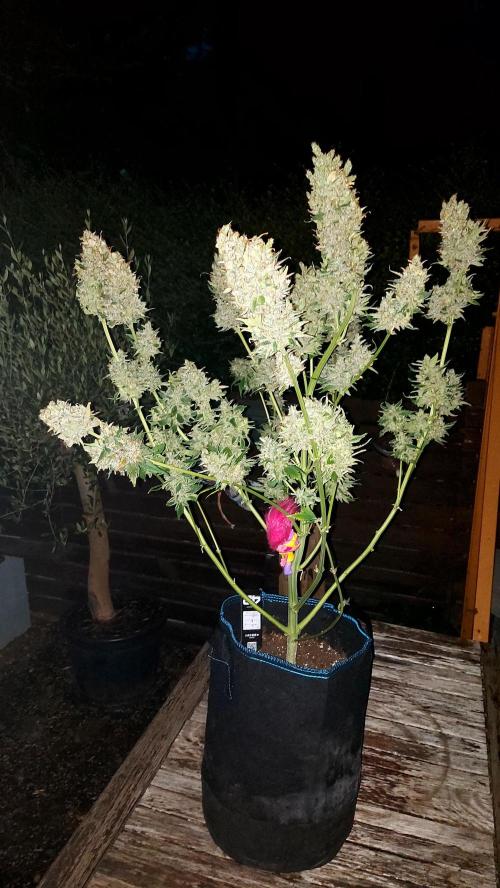 DORA frostbanger auto expérience. Week 12
