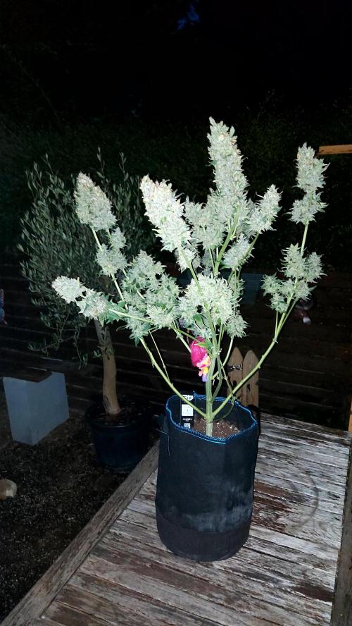DORA frostbanger auto expérience. Week 12