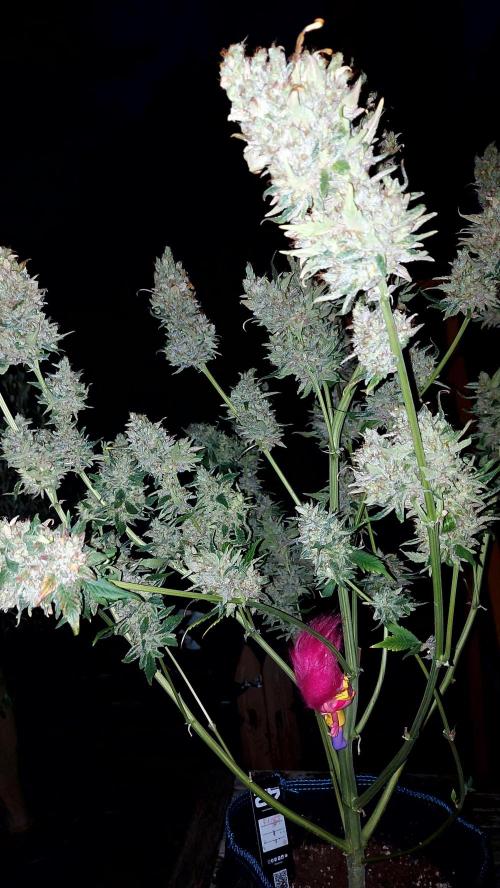 DORA frostbanger auto expérience. Week 12