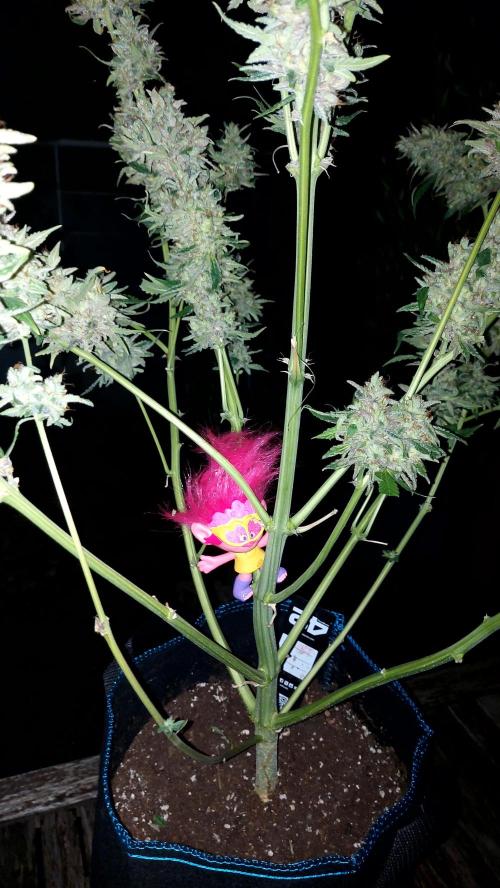 DORA frostbanger auto expérience. Week 12